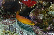 Halichoeres-garnoti labre a tete jaune Bonaire Buddy reef-22m-20180221-Denis-ADER-DSC_7405_tn